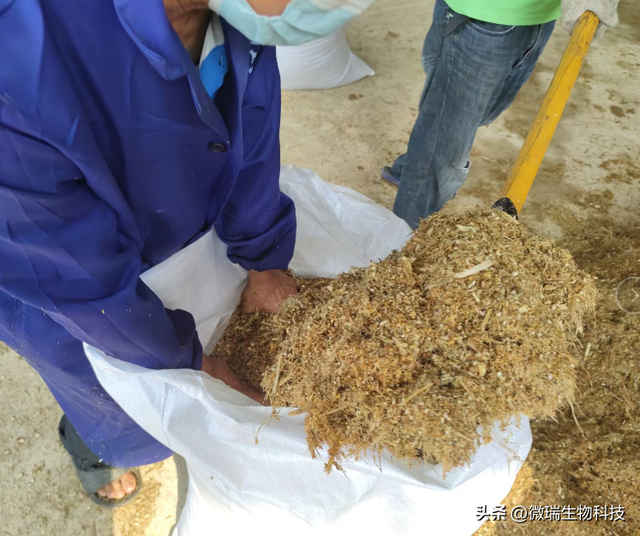 广西河池这个养殖场利用微生物技术制作高品质秸秆青饲料养鸡