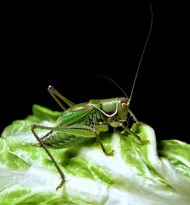 蝈蝈能吃又能玩，科学养殖，降低伤残率，实现食品赏玩行业双收益