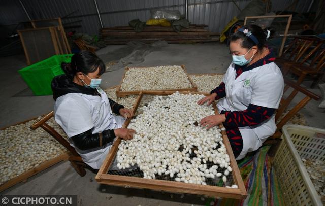 湖南花垣：抽丝剥茧赶订单