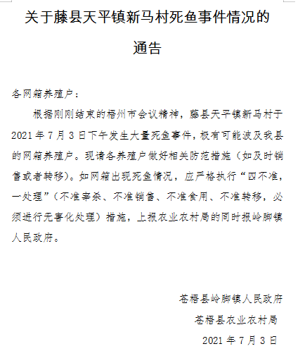 梧州网箱养鱼连续4年暴毙，今年死鱼又堆成山