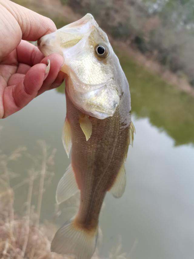 可遇不可求的土鲫鱼，看着就觉得舒服