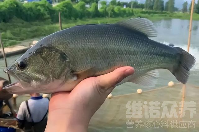 人工饲养的鲈鱼吃什么，鲈鱼养殖技术