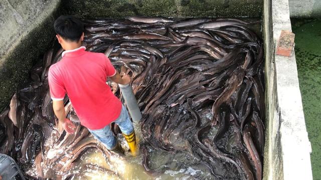 吃粪便、腐肉、重金属长大，塘鲺鲶鱼有多脏？它到底能不能吃？