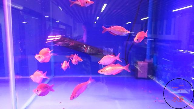 北京探店新发现，锦鲤水族店，原来水族箱养锦鲤是那么漂亮