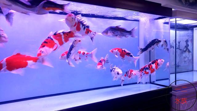 北京探店新发现，锦鲤水族店，原来水族箱养锦鲤是那么漂亮