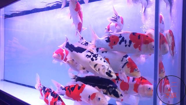 北京探店新发现，锦鲤水族店，原来水族箱养锦鲤是那么漂亮