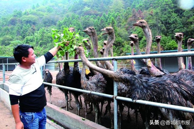 通山“90后”夏晓超：养殖鸵鸟闯富路