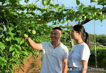 百香果全套栽培技术，建议种植户收藏备用