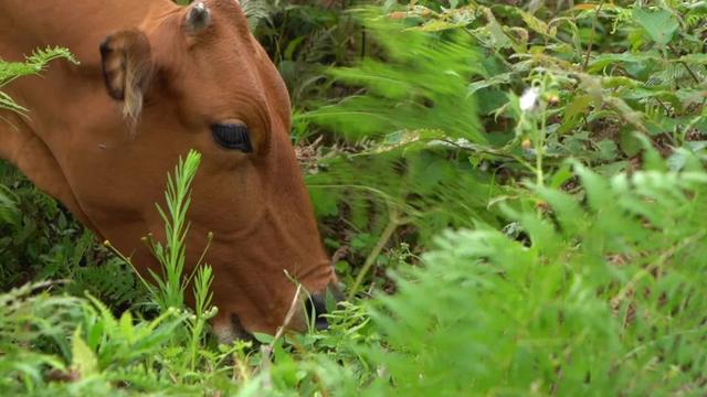 深山寻宝：它是广西三大黄牛之一，你吃过吗？