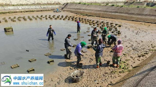 50亩围塘养殖虾蟹产值160万元 浙江海洋大学养殖新模式新技术助推渔民增产增效