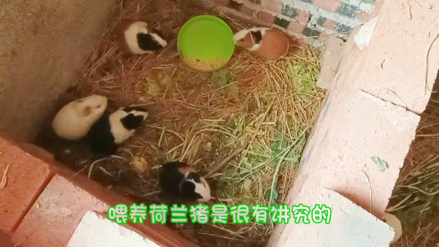 如何养殖荷兰猪？