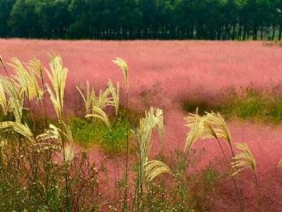 网红养成记：粉黛乱子草种植技术指南