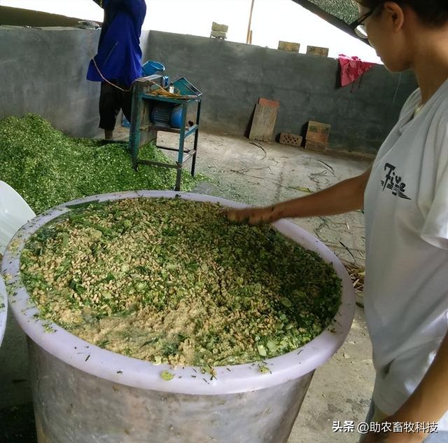 这个养殖场用益生菌发酵中草药批量养殖土鸡土猪供不应求效益高