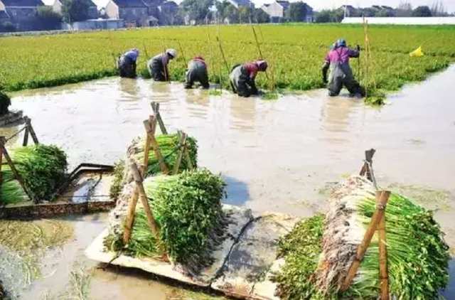 江苏水芹养殖新技术，每亩产值4万元！种植过程中需要注意什么？