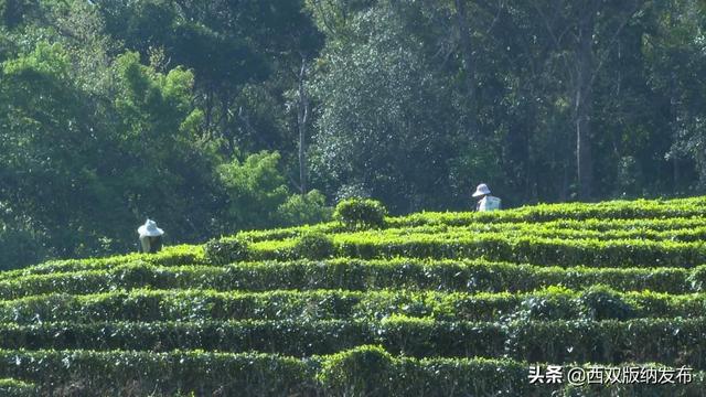 养殖生态茶花鸡 扩宽村民致富路