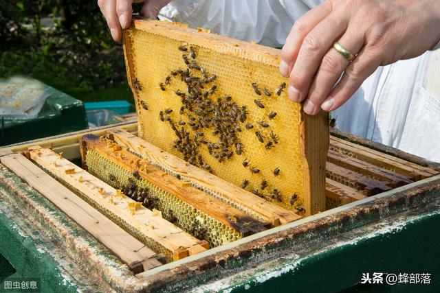 养殖蜜蜂，新手如何组建双王群？老蜂农：借助这2个最佳时间