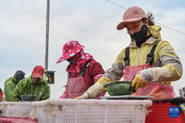 福建连江：探索鲍鱼深远海养殖模式