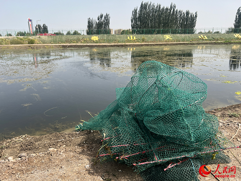 沿着河湖看新疆丨大漠荒滩育“澳龙”——探秘麦盖提澳龙养殖基地