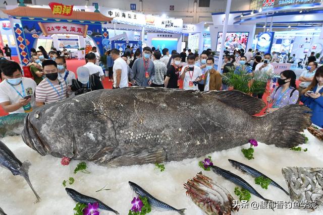 龙趸鱼怎么钓？用哪种鱼饵？龙趸鱼的生活习性和垂钓技巧