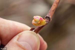 大棚葡萄养殖方法视频(温室葡萄萌芽不齐、萌芽慢、新芽发育不良？做好这3个时期的管理)