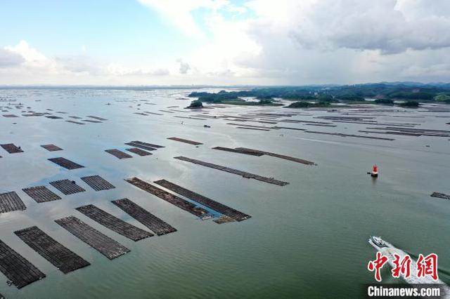 航拍广西钦州七十二泾“万亩”大蚝养殖基地 场面壮观