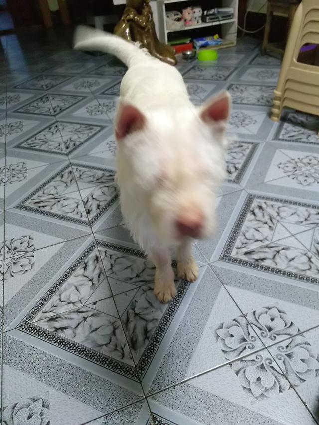 贵州名犬：下司犬