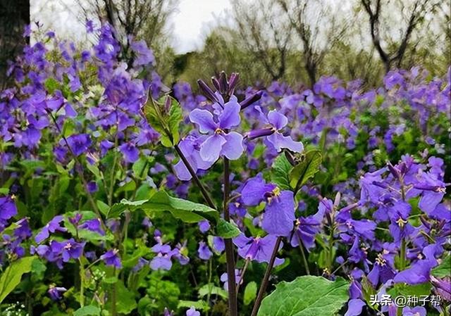 二月兰耐寒、耐贫瘠，观花又能观叶，种植方法和注意事项要注意