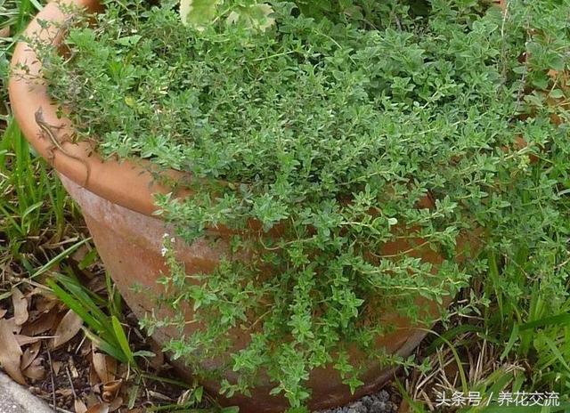 这6种养窗台上的盆栽香草植物能轻松繁殖