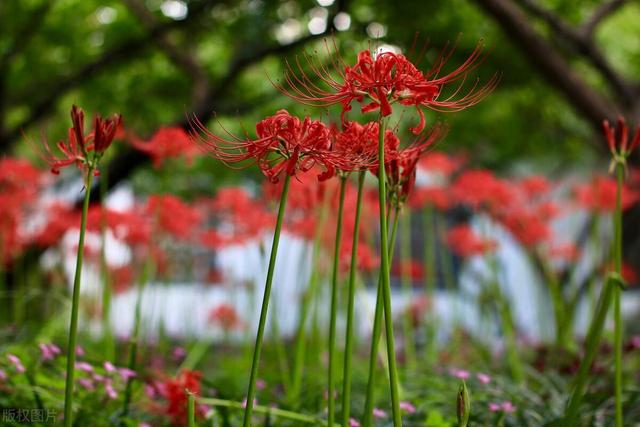 龙爪花是什么花，有哪些养殖方法，花期长吗