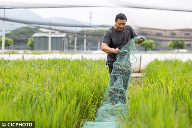 多种养殖助增收