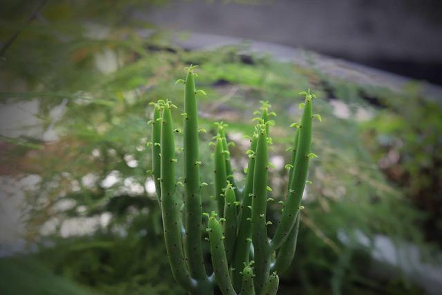 简单好养的耐干旱植物，赶快养起来吧！