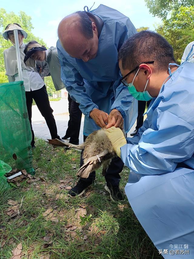 吴江芦荡湖湿地公园黑天鹅“六胞胎”接种疫苗啦