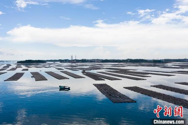 航拍广西钦州七十二泾“万亩”大蚝养殖基地 场面壮观