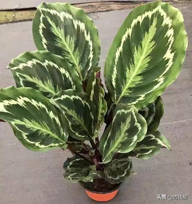 观叶植物观叶上品—竹芋类