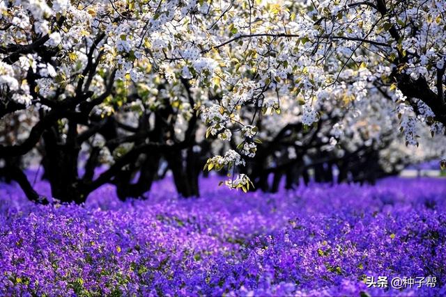 二月兰耐寒、耐贫瘠，观花又能观叶，种植方法和注意事项要注意