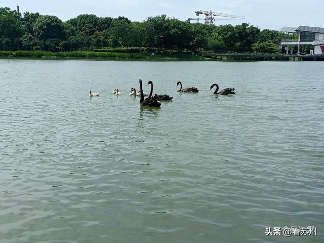 吴江芦荡湖湿地公园黑天鹅“六胞胎”接种疫苗啦