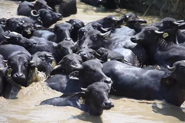 腾冲槟榔江水牛养殖系统 入选中国全球重要农业文化遗产预备名单