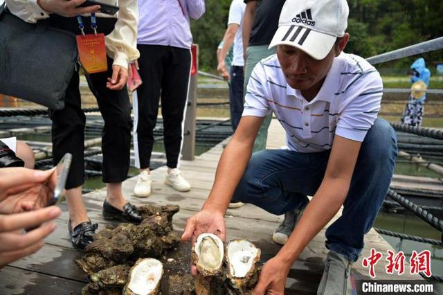 航拍广西钦州七十二泾“万亩”大蚝养殖基地 场面壮观