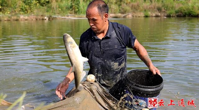 通城：把“鱼儿的家”搬进“圈养桶” “零排放”环保养鱼产量提高10倍