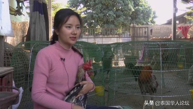 泰北“斗鸡女神”走红泰国网络