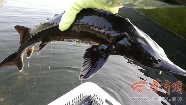 陕西首家出境水生动物养殖场获批 秦岭冷水鱼将远销海外