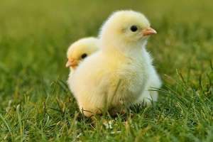 雏鸡的养殖技术(小鸡苗的喂养方法)