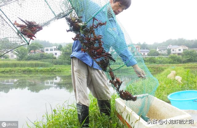 在小龙虾养殖过程中，养殖户如何做好日常管理工作？