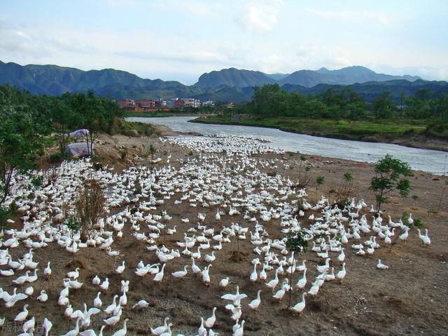 项目快报：湖南常德“60项”获批项目，涉及养殖、种植、农田等