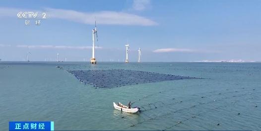 日产千余条，小海带成就大产业！福建福清海带“播种”忙