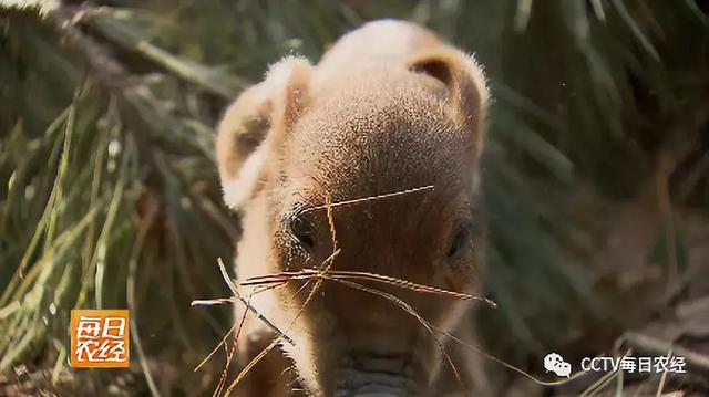 快看！这种野猪居然爱吃土