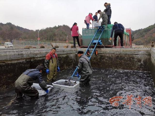 陕西首家出境水生动物养殖场获批 秦岭冷水鱼将远销海外