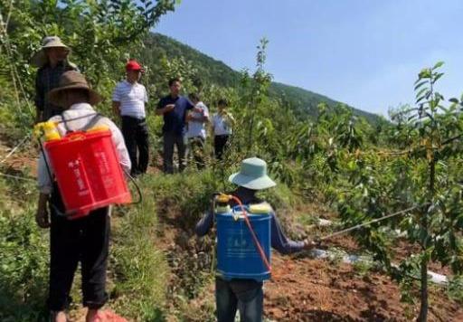 有几亩山地，种植什么比较有“钱途”？这几种或许是你的选择