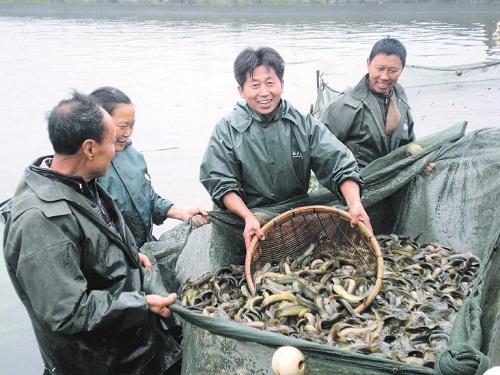 富家女养泥鳅的酸甜苦辣