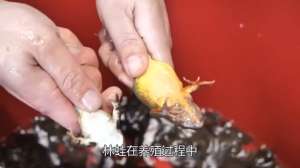 养殖蛤蟆视频(林蛙又叫蛤蟆，养殖过程需要非常谨慎的#纪录片)
